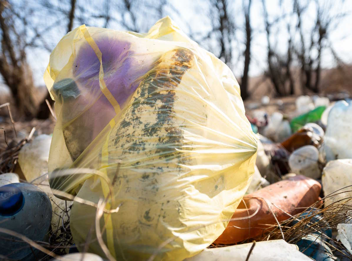 Quanto mais gente, mais ratos? Estudo revela relação entre crescimento populacional e infestação nas cidades