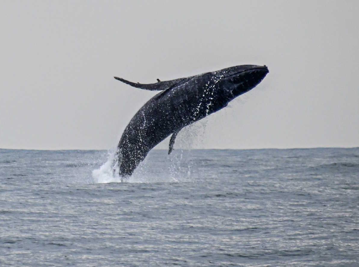 Temporada histórica de Baleias Jubarte / Divulgação PMIlhabela