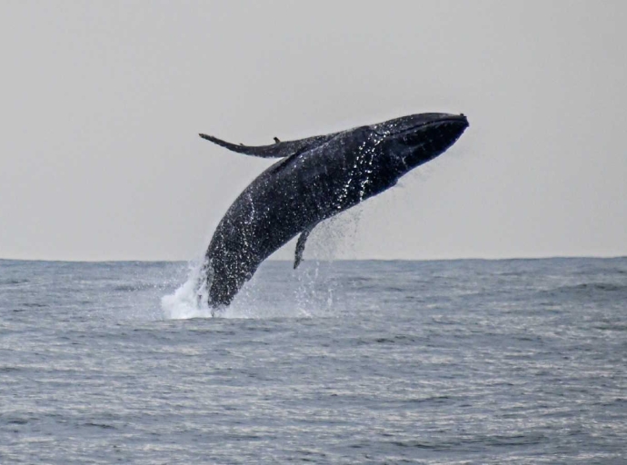  Ilhabela tem temporada histórica de baleias-jubarte em 2025 